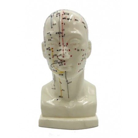 Modelo anatómico - Cabeça