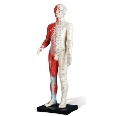 Modelo anatómico - 60cm