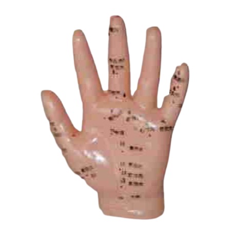 Modelo anatómico - Mão